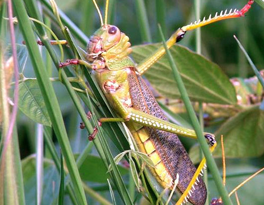 Bugs 'n Critters 
